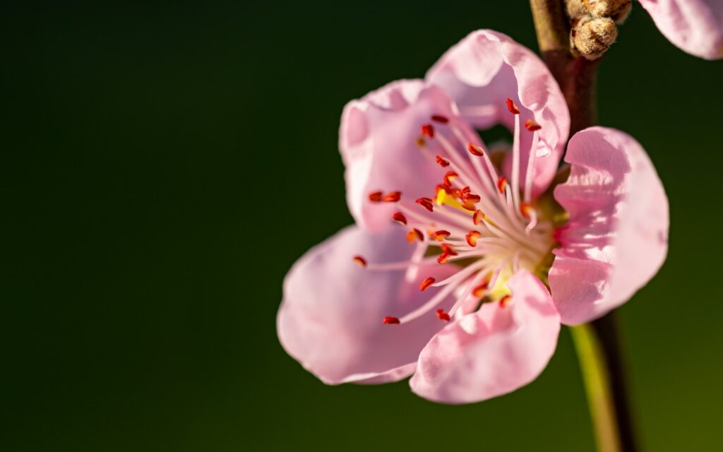 white and pink flower in close up photography