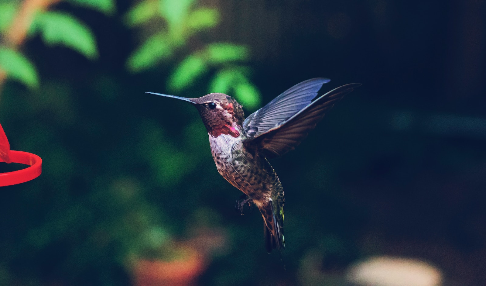 High-Speed Photography a hummingbird flying towards a red bird feeder