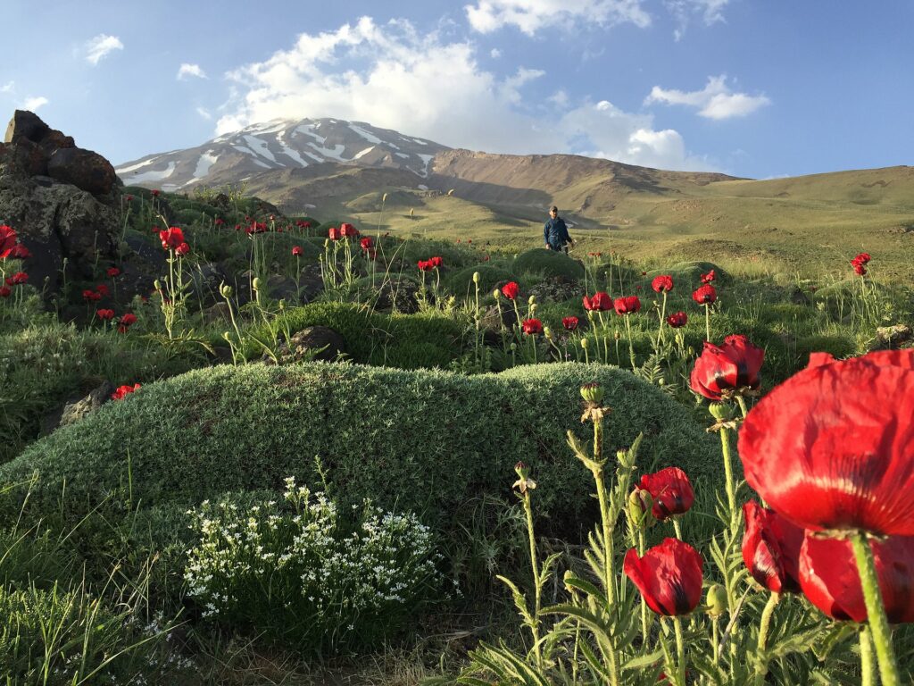 From mid-May to mid-June the foothills of Damavand are covered in red poppies