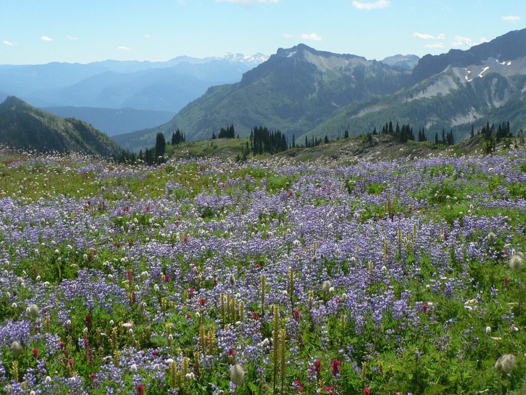 Mount Rainier