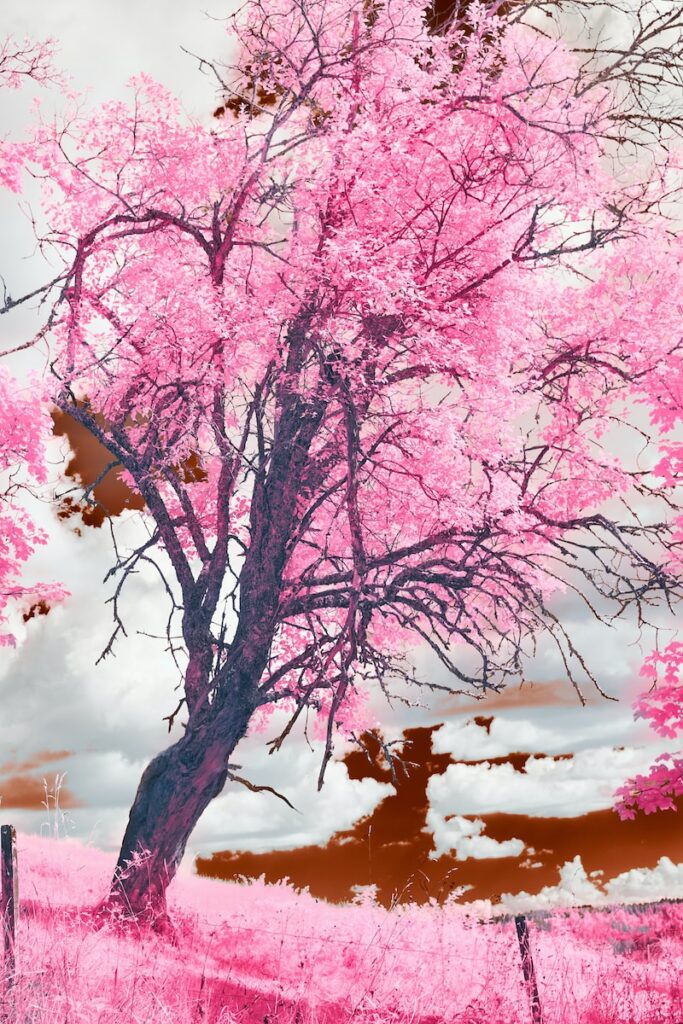 a pink tree in a field with a sky background