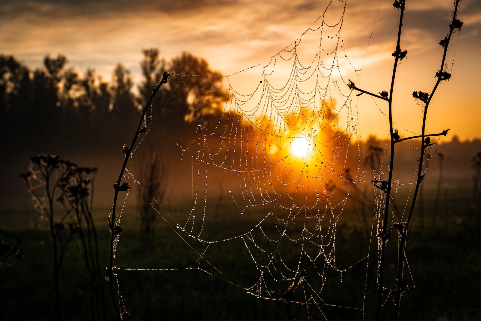 Spider Webs spider web on brown plant during sunset