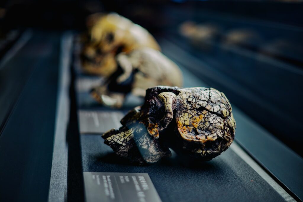 a row of skulls sitting on top of a metal shelf