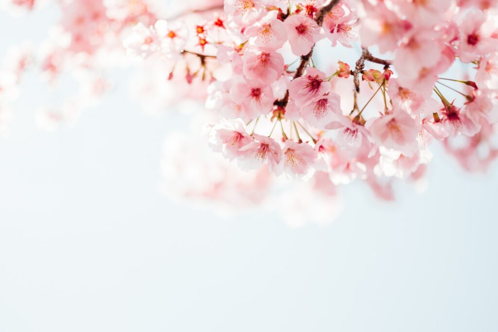 pink cherry blossom in close up photography