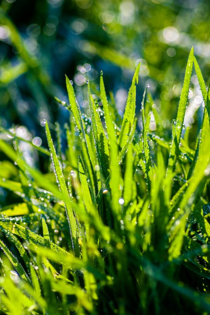 Dew on Grass a close up of grass with water droplets on it