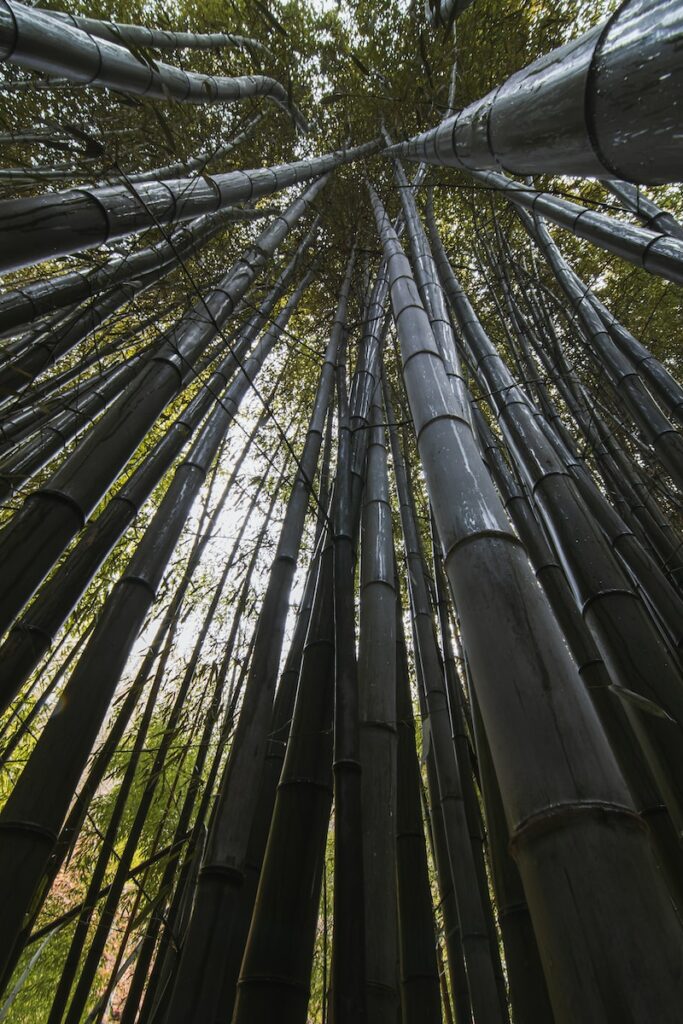 a group of tall bamboo trees standing next to each other