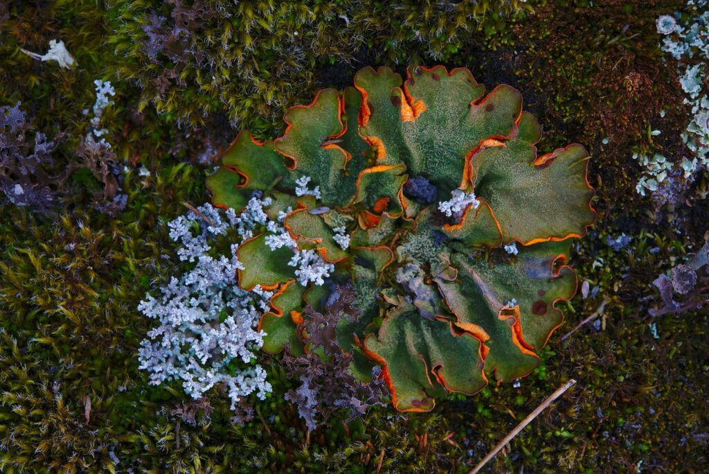 Photographing Lichens high-angle photography of green and white petaled flower