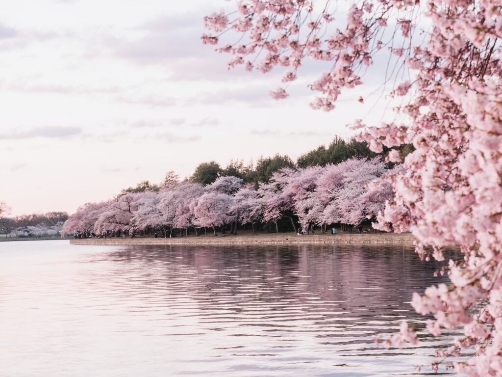 Body of water beside cherry blossom trees