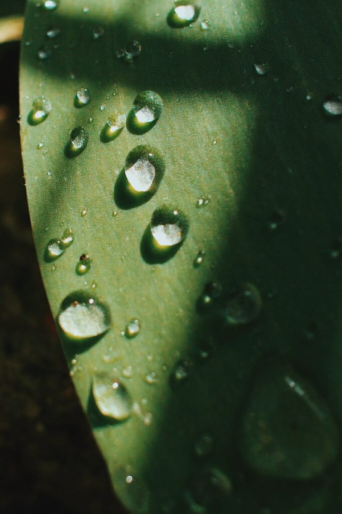 rain droplet a close up of a leaf