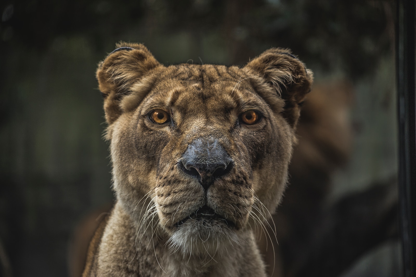 Wildlife Trail Camera Lioness illustration