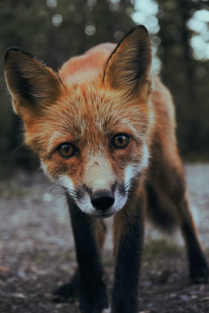 Wildlife Trail Camera selective focus photography of orange fox