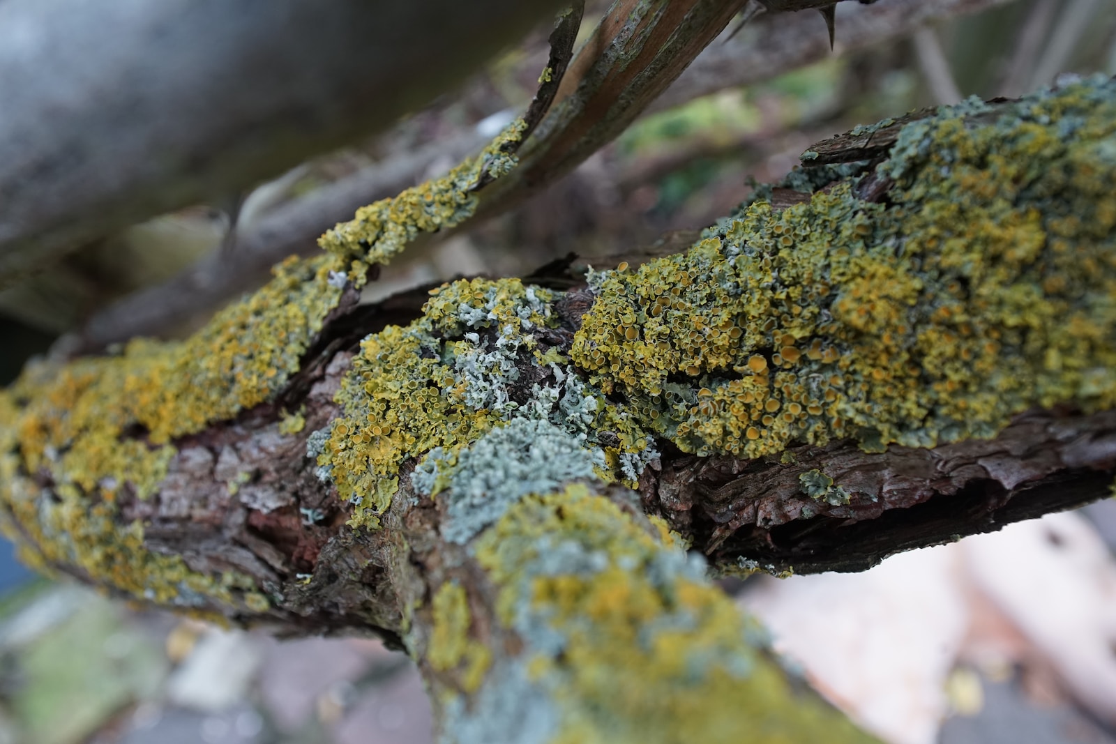 Photographing Lichens green moss on brown tree trunk