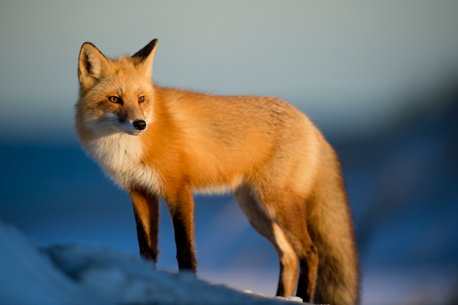 Wildlife Trail Camera brown fox on snow field