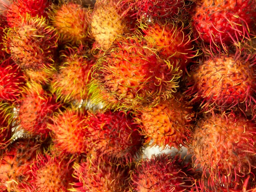 Exotic Fruits red and yellow cactus plant